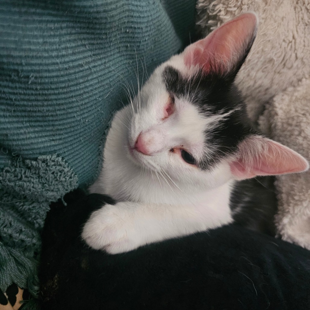 Azula, an adoptable cat