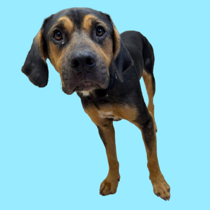 Tusc Stray 81366