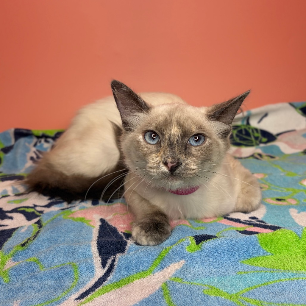 LUNA - Domestic Medium Hair available for adoption