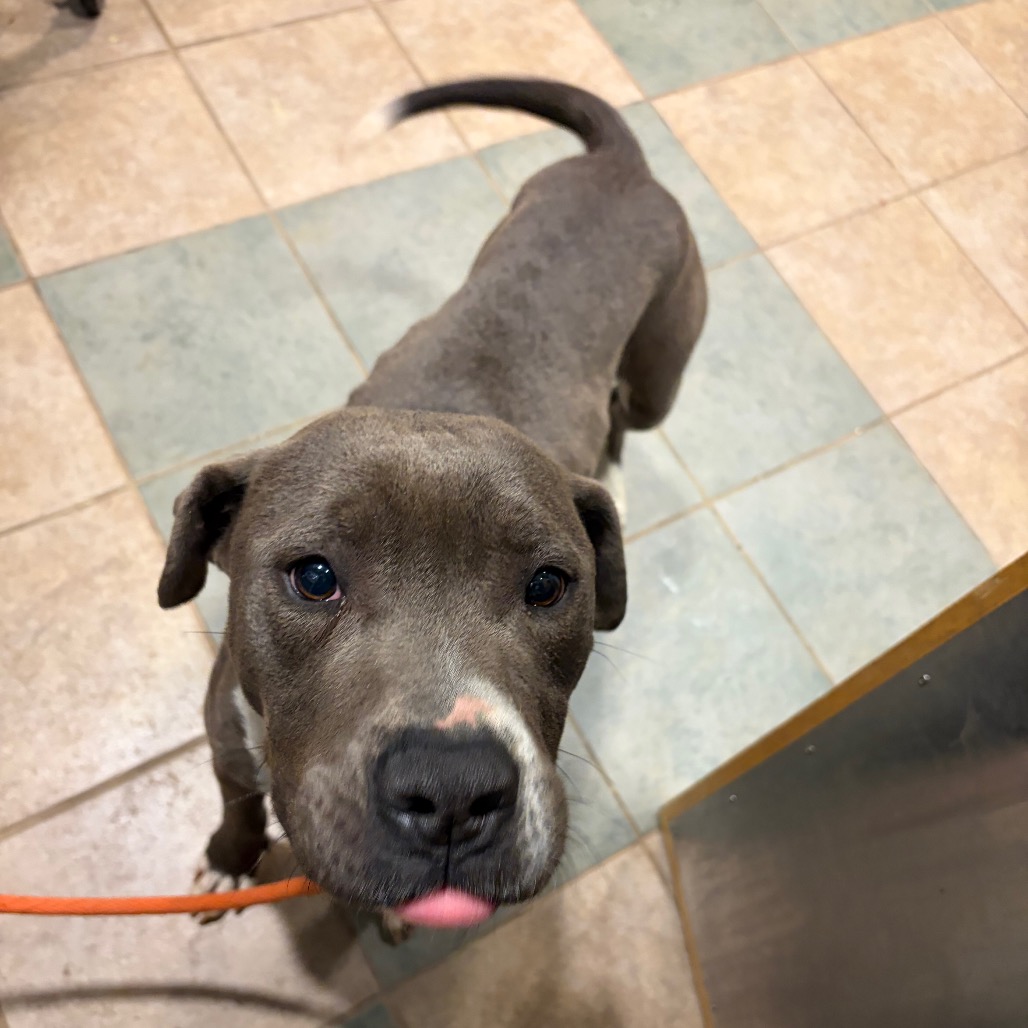 Bartok — thumbnail 2