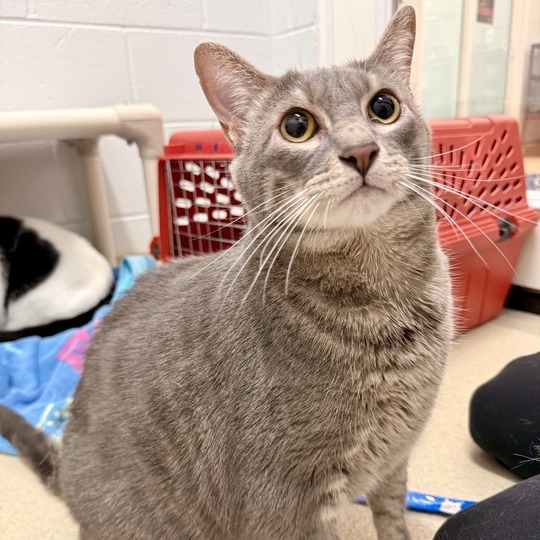 Tommy — thumbnail 2