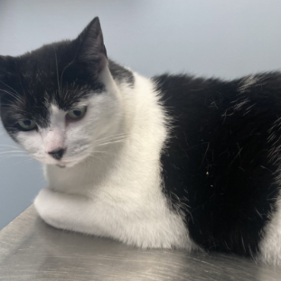 Photo of Kiki 3