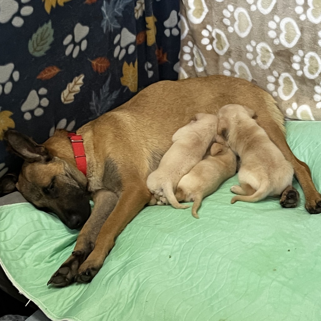 Lilly, photo 2
