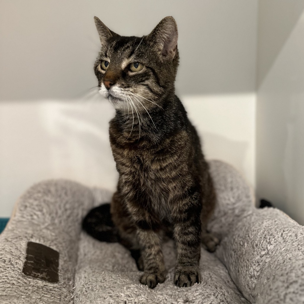 ETHEL - Domestic Shorthair available for adoption