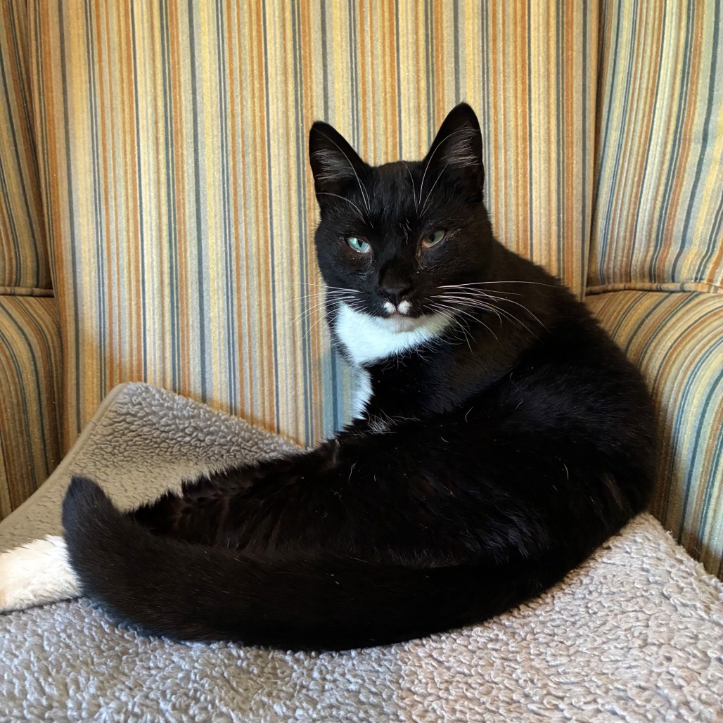 Pickles, photo 3