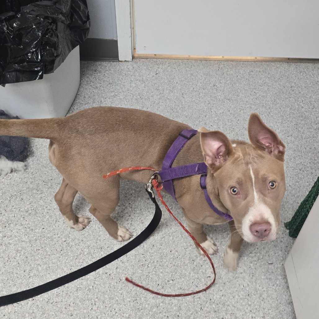 Chulla — thumbnail 2