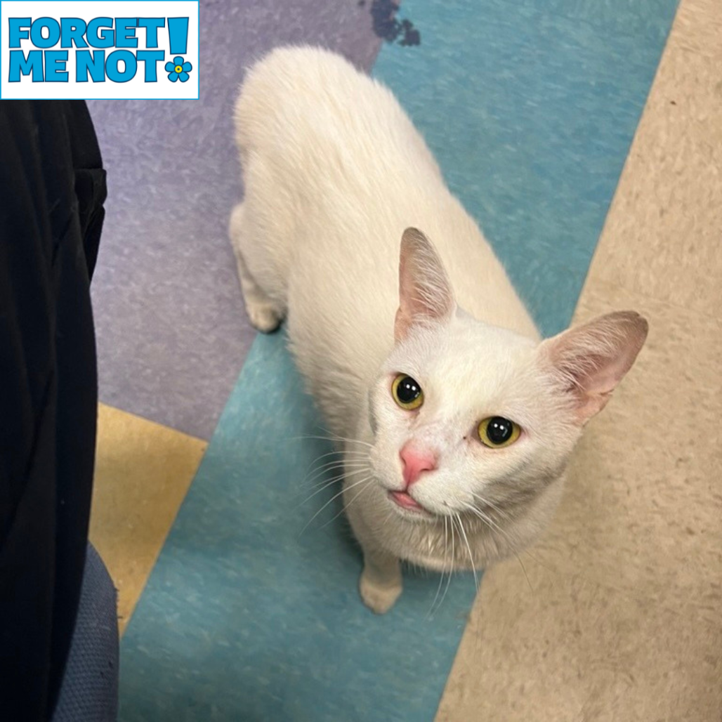 SIR BLANCO - Domestic Shorthair available for adoption