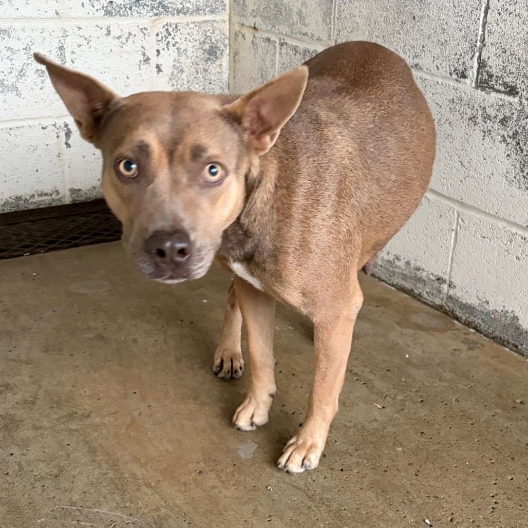 AQUAFINA - Terrier, Pit Bull / Mixed Breed (Medium) available for adoption