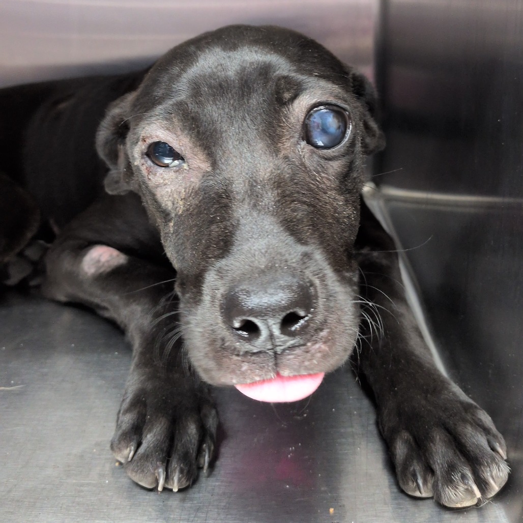 SWEET TEA - Retriever, Labrador / Terrier available for adoption