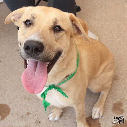FLO - Retriever, Labrador / Mix available for adoption