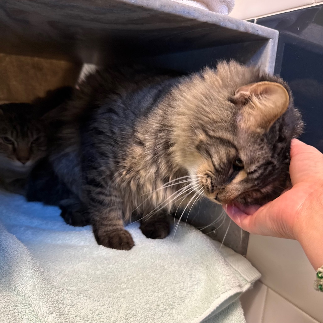 Photo of Lightning and Cloudy Cat 6