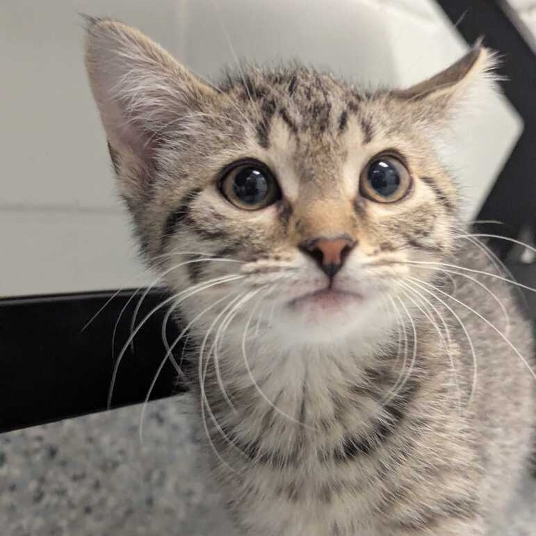 BEAR - Domestic Shorthair available for adoption