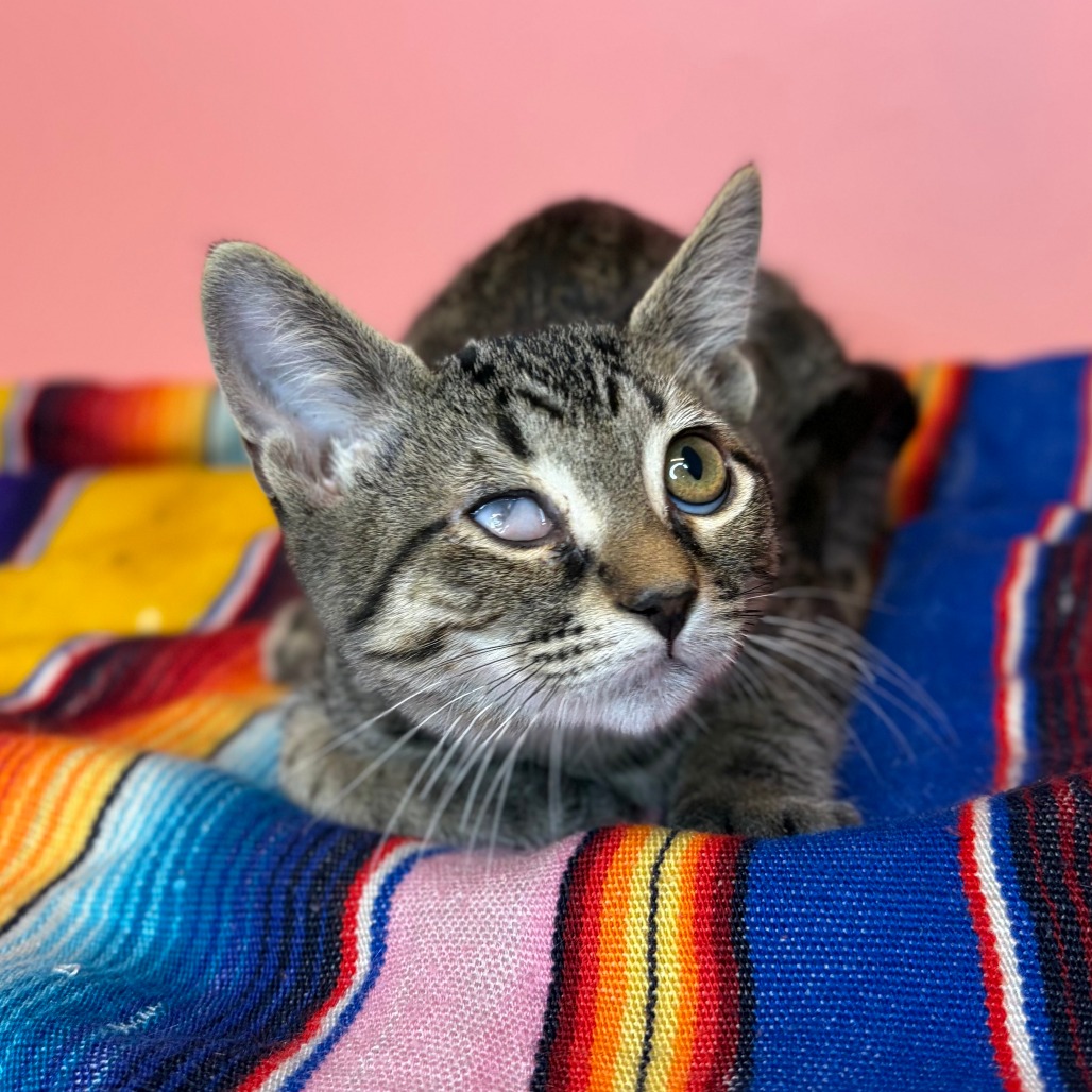BARNACLE - Domestic Shorthair available for adoption