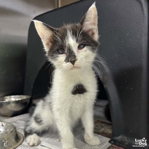 ZANDER - Domestic Shorthair available for adoption