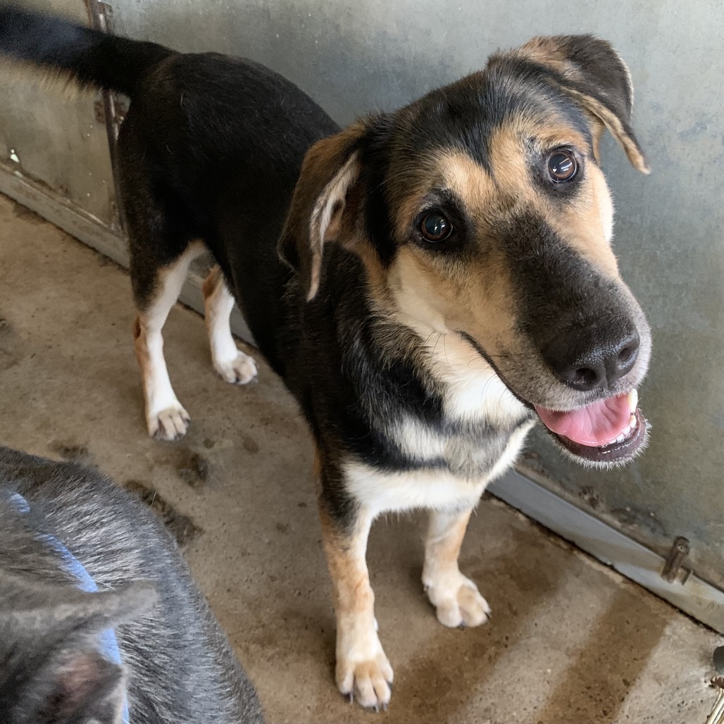 FATIMA - Shepherd / Mixed Breed (Large) available for adoption