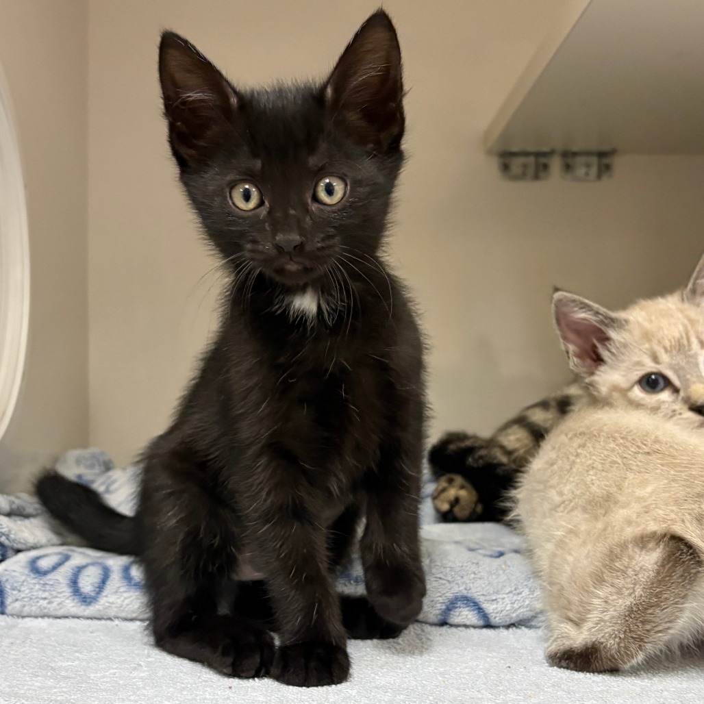 Elra - Domestic Shorthair