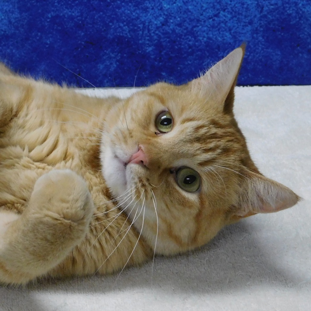 Oliver