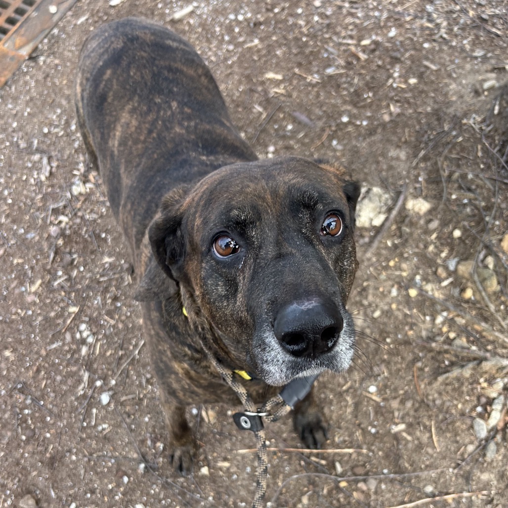 Missy, photo 10