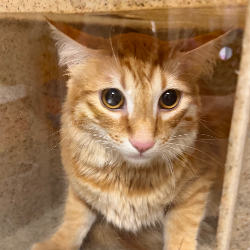 CHOPPER - Domestic Shorthair / Domestic Shorthair available for adoption