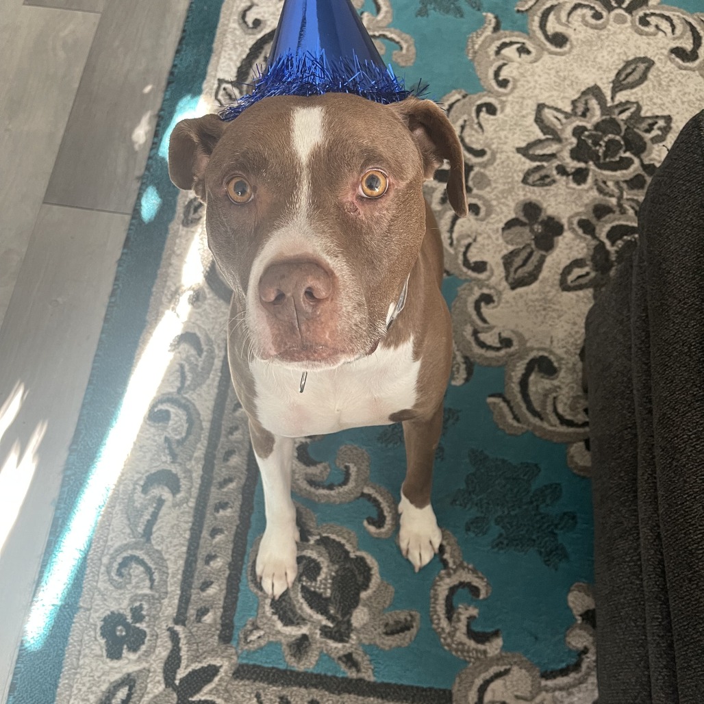 Taco, additional photo