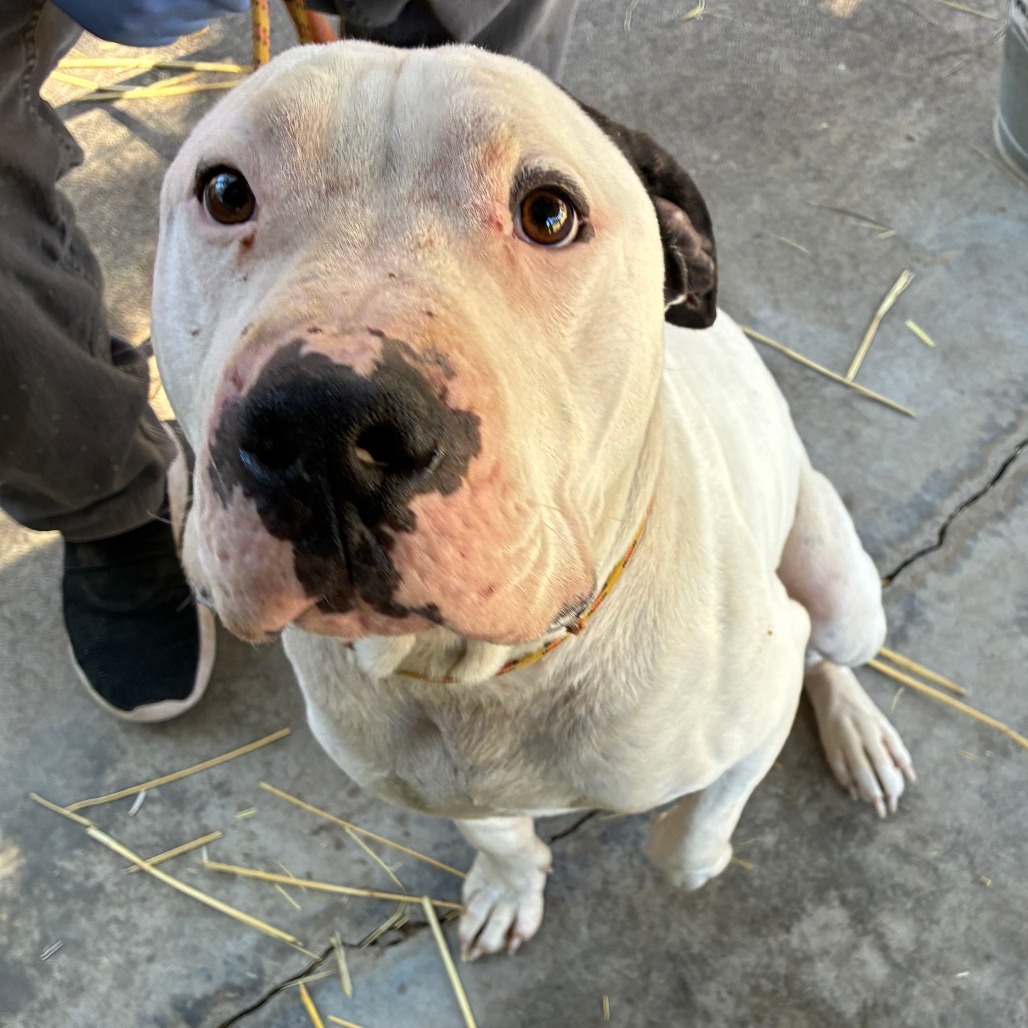 SIMON, photo 5