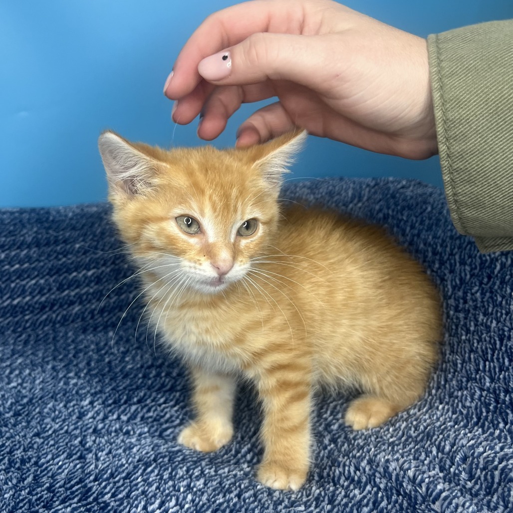 CHAMPAGNIE - Domestic Shorthair available for adoption