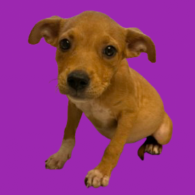 Tusc Stray 81759