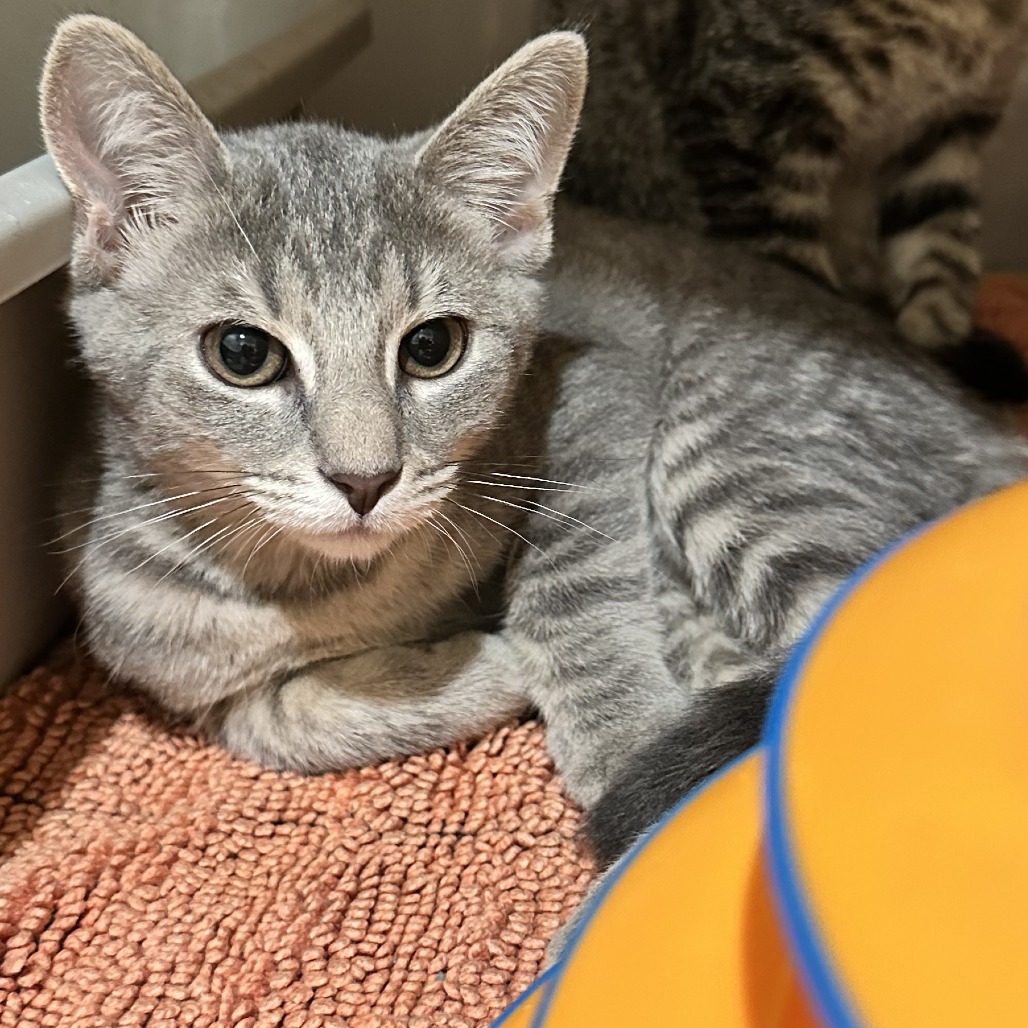 LEMON - Domestic Shorthair available for adoption