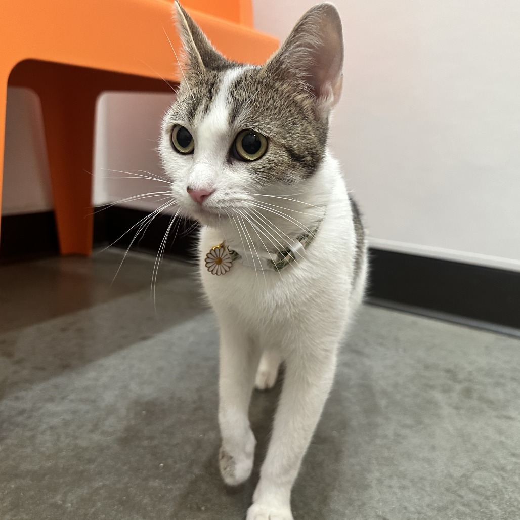 DAFFODIL - Domestic Shorthair available for adoption
