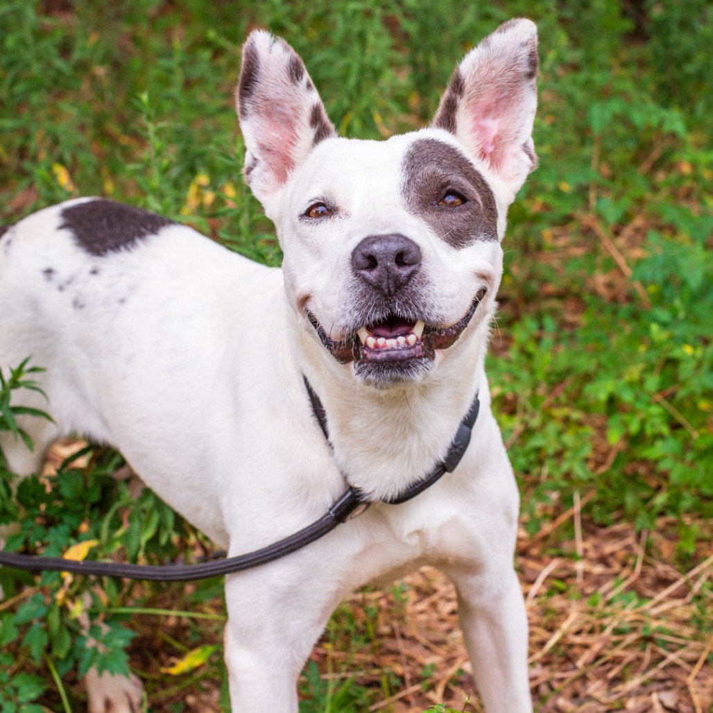 CARAMEL MACHIATTO - Terrier, American Staffordshire / American Blue Heeler available for adoption