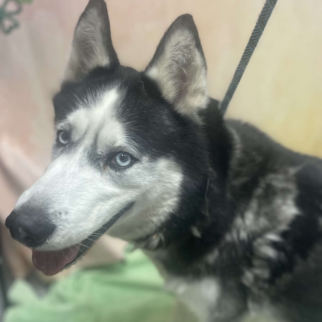 Rocky — thumbnail 5