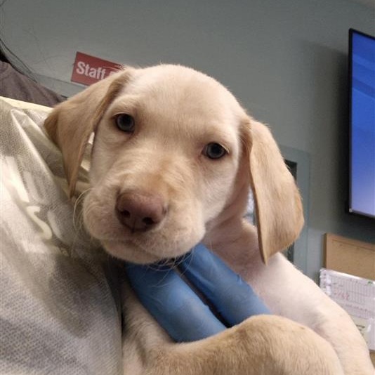Labrador Retriever