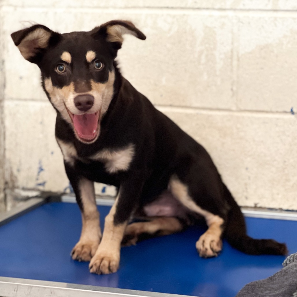 Billy Ray, available for adoption at PVAS
