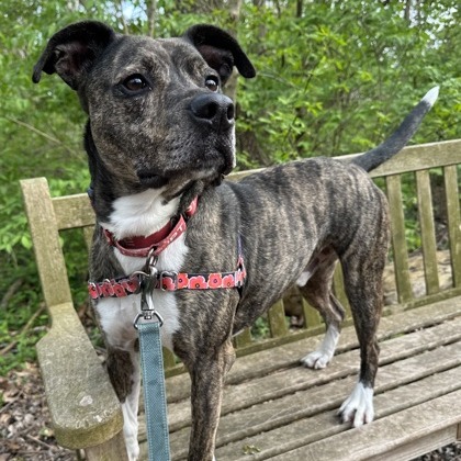 Leonardo — thumbnail 4