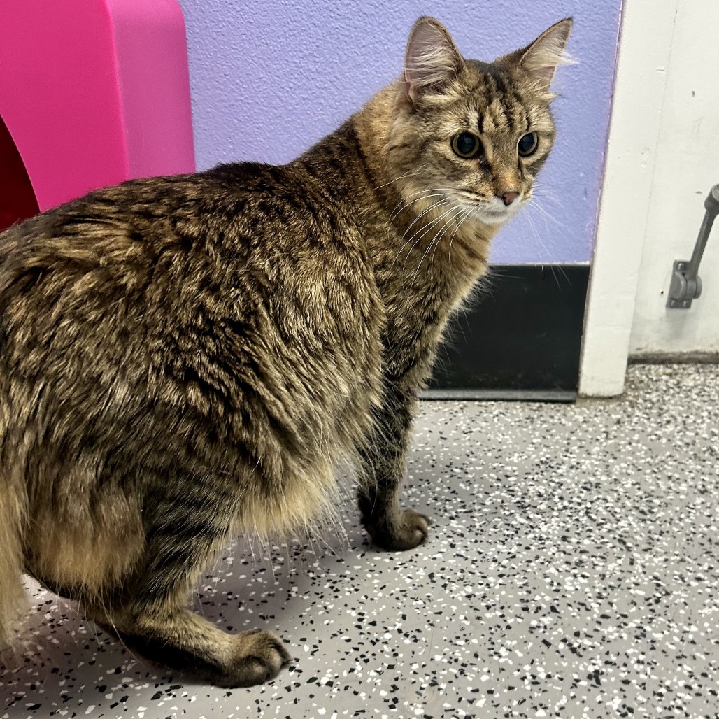 DINKY - Domestic Shorthair available for adoption