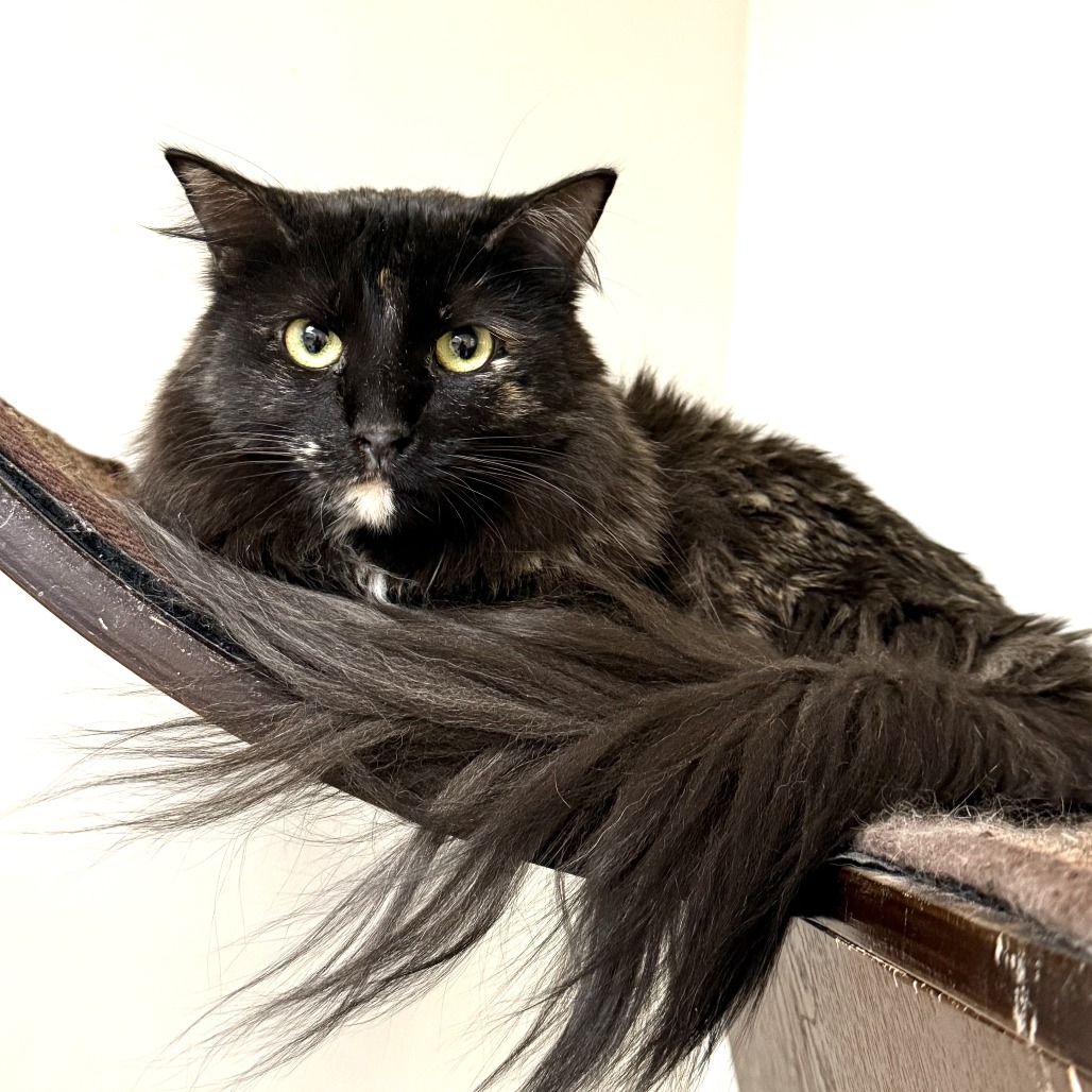 MARCELINE - Domestic Medium Hair for adoption in Henderson