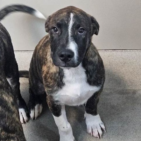 Kennel#33 Tye 's preview photo