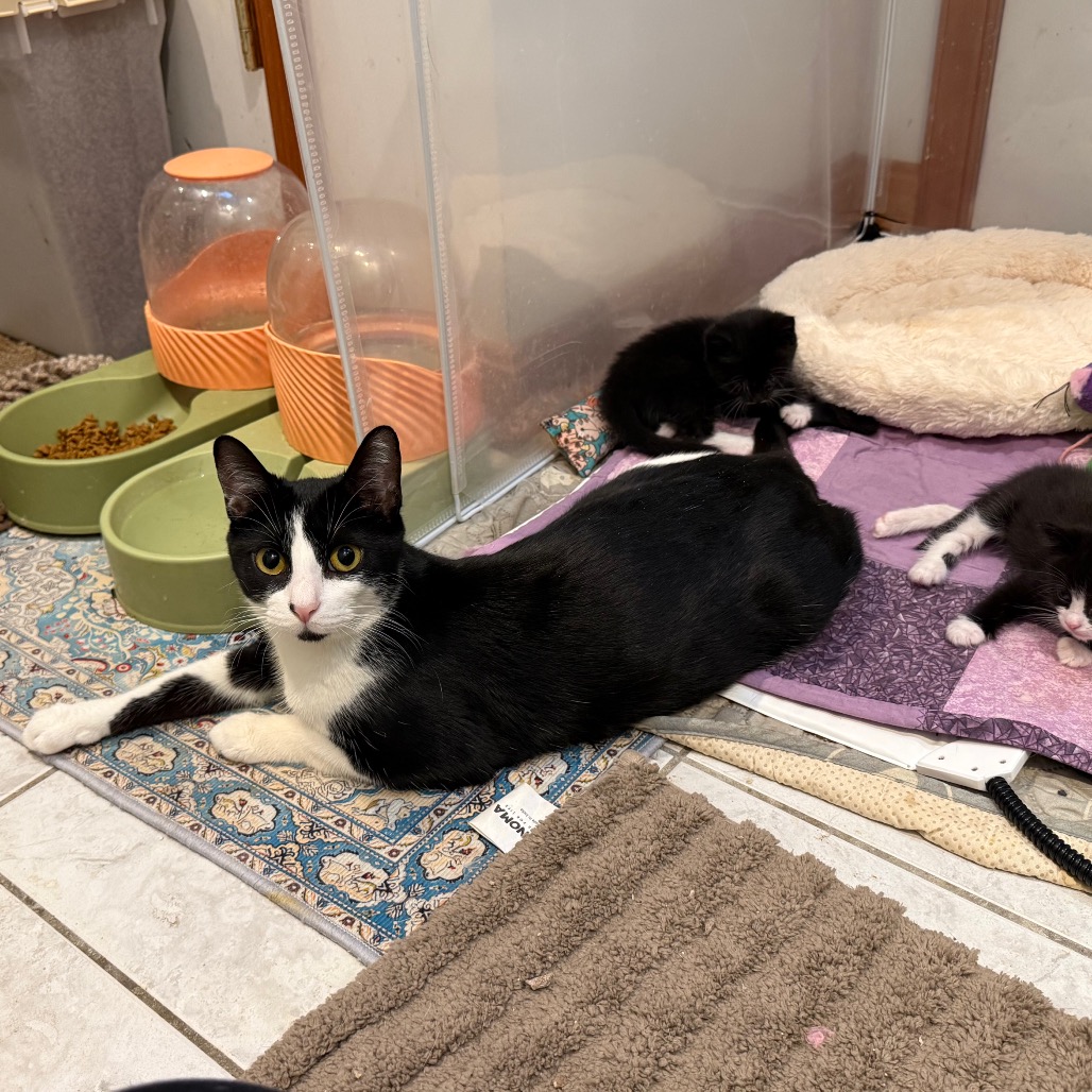 TUXIE - Domestic Shorthair for adoption in Silver Spring