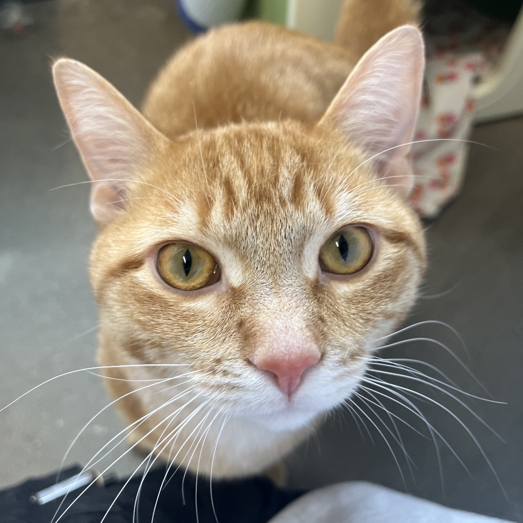 Leo