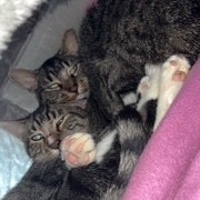 Cocoon--In Foster, photo 23