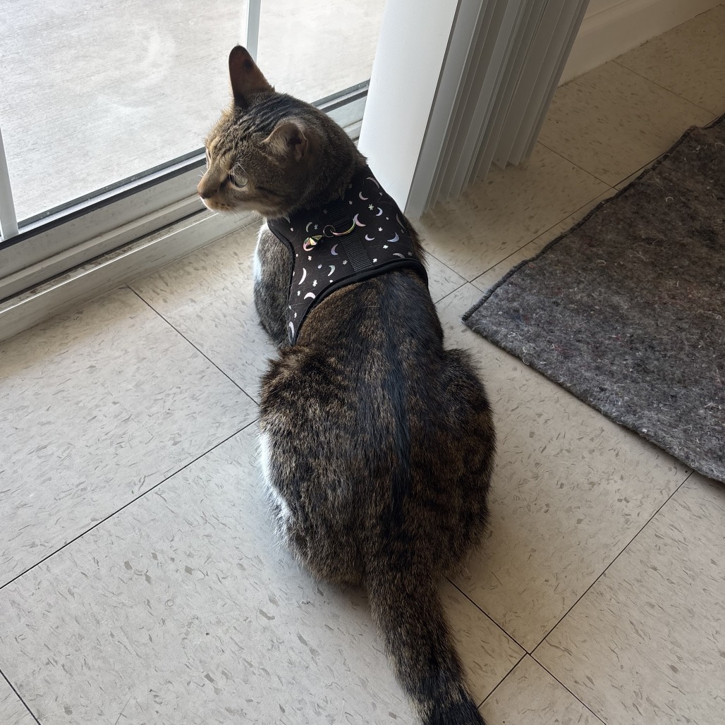 WALL-E - Domestic Shorthair available for adoption