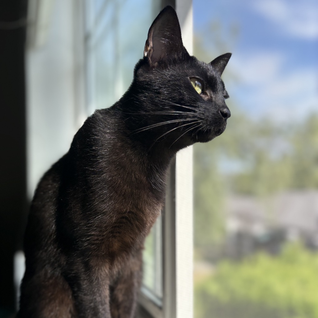 Photo of Noodle