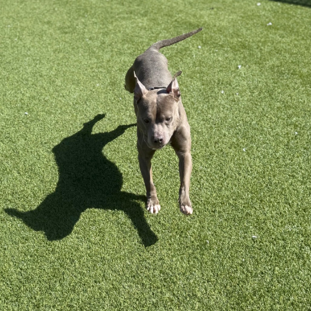 Photo of Blueberry Jam 8