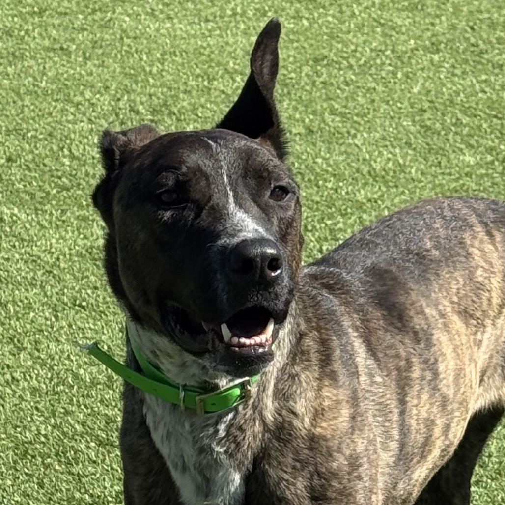 Bodhi — thumbnail 10