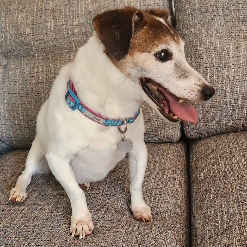 Bandit, photo 9