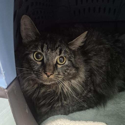 Photo of The Professor