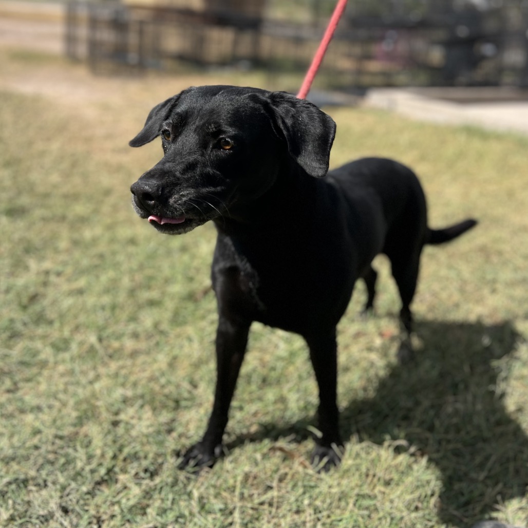 LUMY - Retriever, Labrador / Mix available for adoption