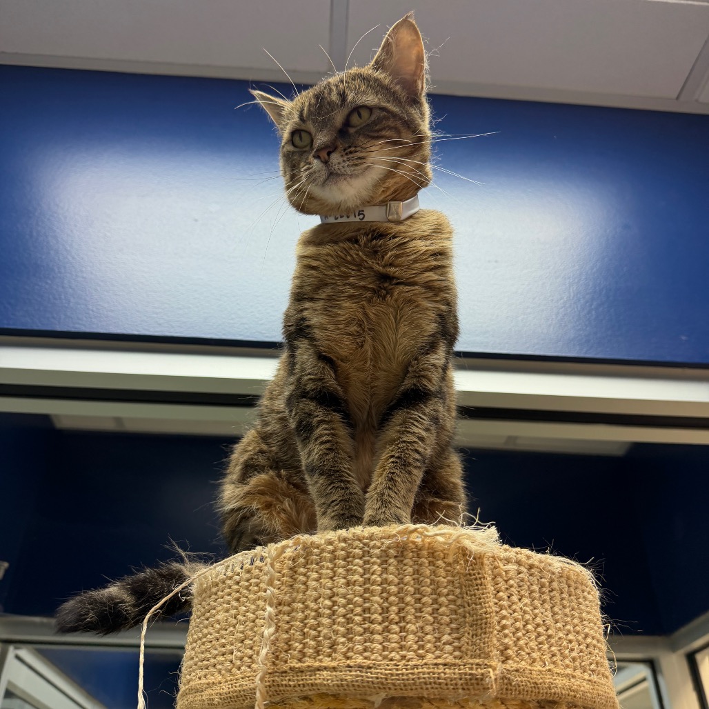 FREYA - Domestic Shorthair available for adoption