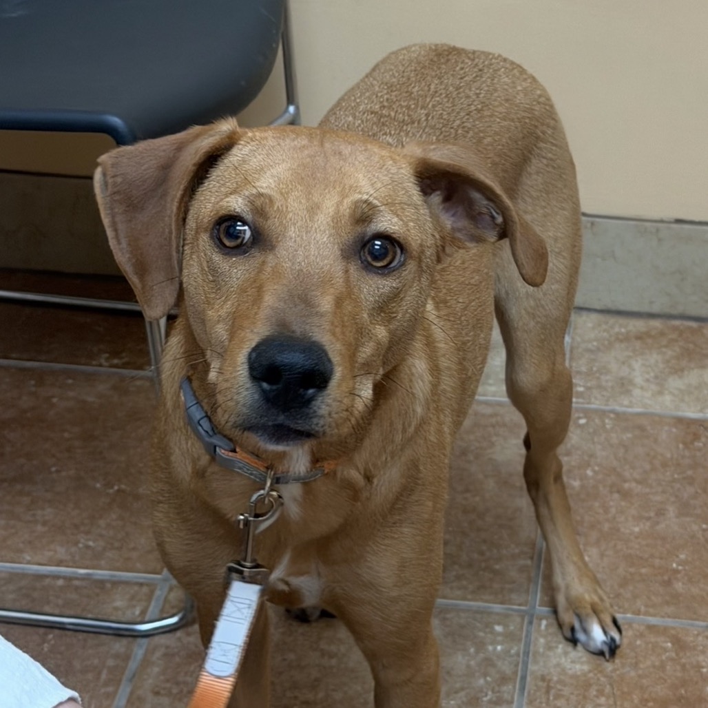 FWT ROSS (FRED) - Mixed Breed (Medium) for adoption in Midland