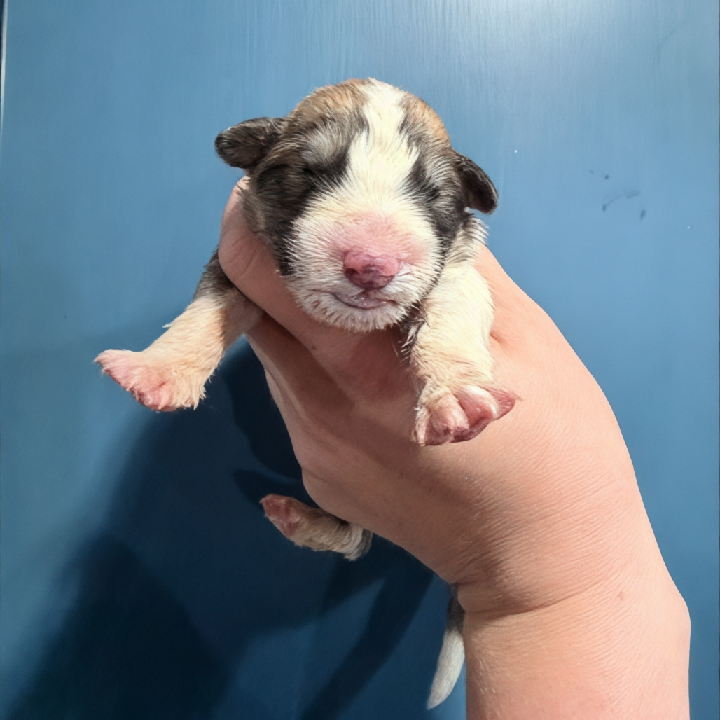 Animal Thumbnail